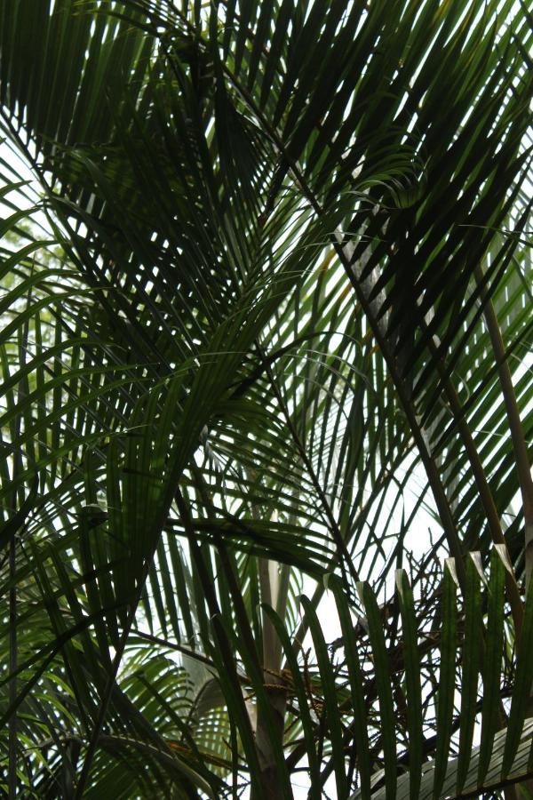 Cabinas Tortuguero Extérieur photo