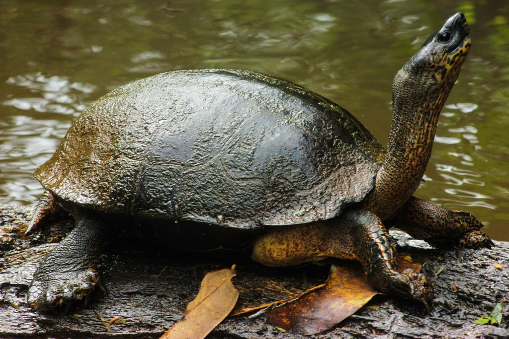 Cabinas Tortuguero Extérieur photo